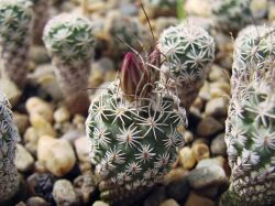 Turbinicarpus spacellatus MH 490