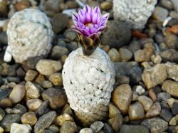 Turbinicarpus valdesianus