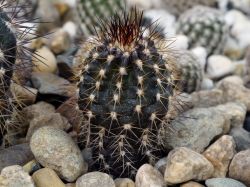 Uebelmannia pectinifera HU 106