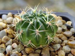 Weingartia jarmilae BB 1066A.06