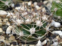 Weingartia lanata FR 814