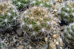 Weingartia neocumingii HS 93A