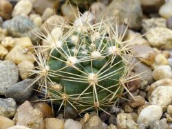 Weingartia pulquinensis v. mairanensis L 958
