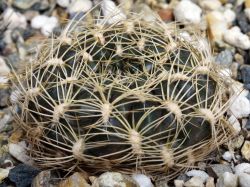 Weingartia sanpedroensis RH 2521