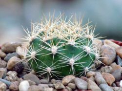 Weingartia trollii