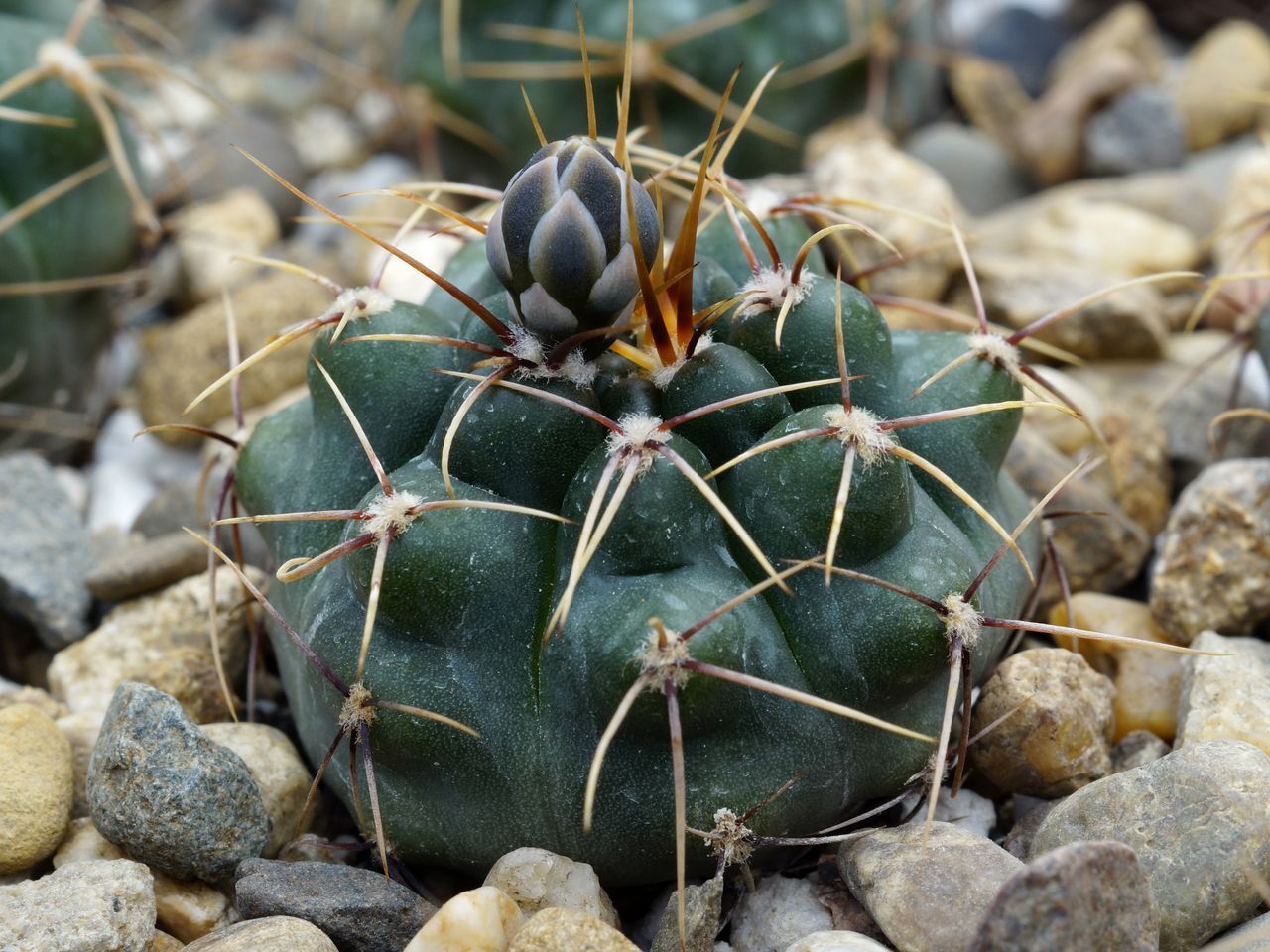 Gymnocalycium gaponii ssp. occidentale VG 309