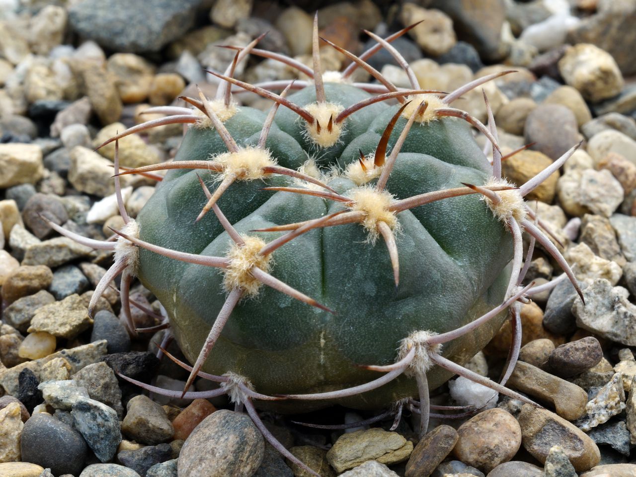 Gymnocalycium nigriareolatum v. simoi VG 570