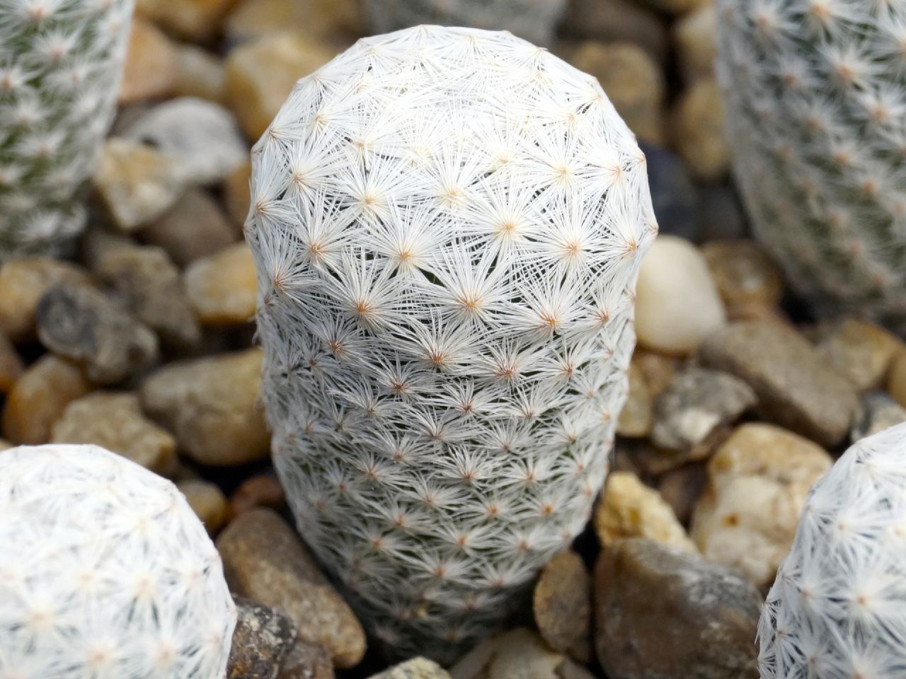 Mammillaria Hermosana
