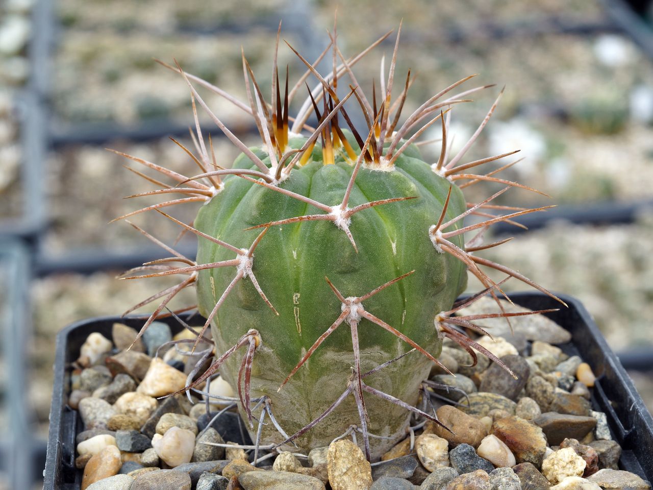 Gymnocalycium coloradense VG 401 #2