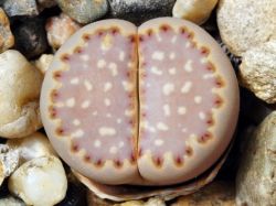 Lithops julii v. fulleri C 161