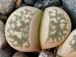 Lithops geyeri C 232