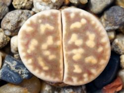 Lithops karasmontana ssp. bella C 295