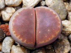 Lithops olivacea v. nebrownii C 162b