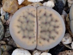 Lithops schwantesii v. urikosensis C 186