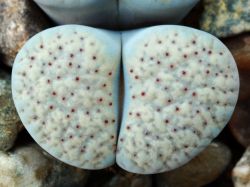 Lithops verruculosa C 159