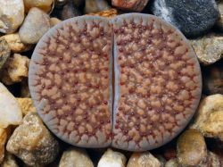 Lithops verruculosa 'inae' C 157