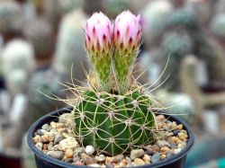 Acanthocalycium violaceum P 110a