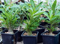 Adenium mix