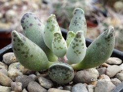 Adromischus festivus