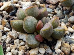 Adromischus marianae 'Little Spheroid'