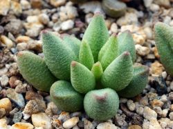 Adromischus marianae f. alveolatus