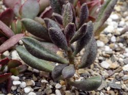 Adromischus marianae f. alveolatus 'Borhansplect'