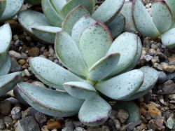 Adromischus montium-klinghardtii