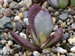 Adromischus schuldtianus PVB 2838