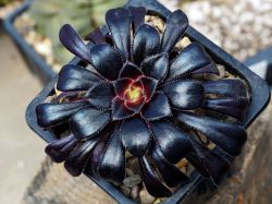 Aeonium arboreum ssp. atropurpureum 'Schwarzkopf'