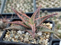 Aloe 'Christmas Carol'