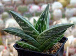 Aloe variegata