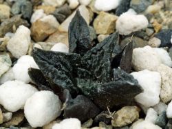 Ariocarpus fissuratus RS 420
