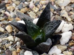 Ariocarpus fissuratus VM 248