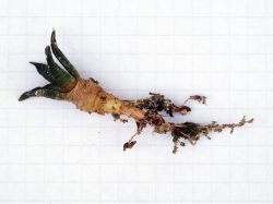 Ariocarpus fissuratus VM 248