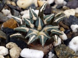 Ariocarpus kotschoubeyanus v. albiflorus PP 411