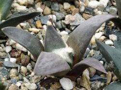 Ariocarpus retusus ssp. sladkovskyi VZD 191