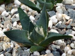 Ariocarpus trigonus v. elongatus VM 231