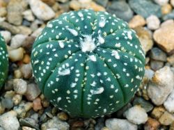 Astrophytum asterias