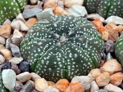 Astrophytum asterias