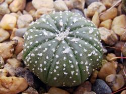 Astrophytum asterias RS 1297