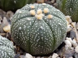 Astrophytum asterias 'cerv.kvet'