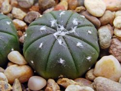 Astrophytum asterias f. nudum
