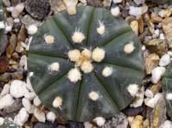 Astrophytum asterias hybrid #1