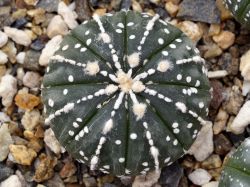 Astrophytum asterias hybrid #2