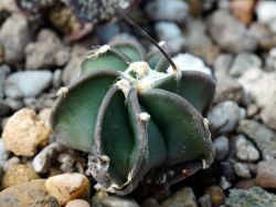 Astrophytum crassispinum 'Soccoro'