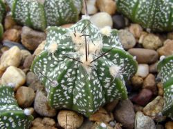 Astrophytum hybr. CAPAS