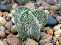 Astrophytum myriostigma