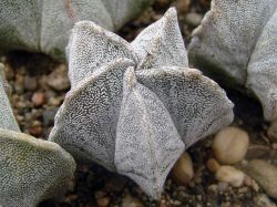 Astrophytum myriostigma