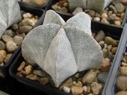 Astrophytum myriostigma