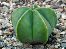 Astrophytum myriostigma v. nudum